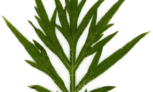 Bijvoet (Artemisia vulgaris)