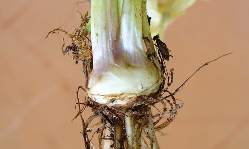 Knolboterbloem (Ranunculus bulbosus)