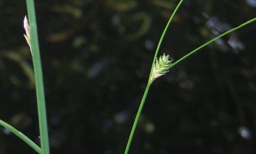 IJle zegge (Carex remota)