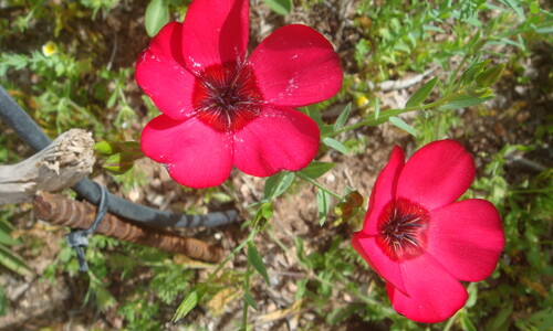 Rood vlas (Linum grandiflorum)