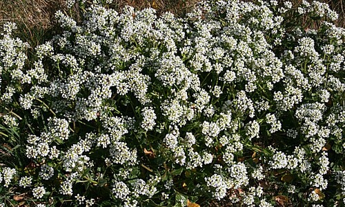 Echt lepelblad (Cochlearia officinalis)
