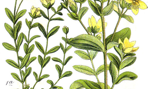 Gevleugeld hertshooi (Hypericum tetrapterum)