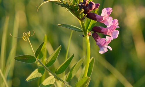 Heggenwikke (Vicia sepium)