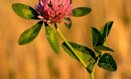 Rode klaver (Trifolium pratense)