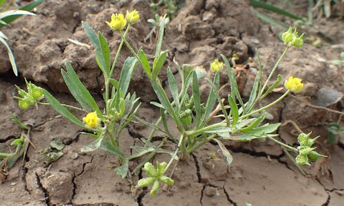 Akkerboterbloem (Ranunculus arvensis)