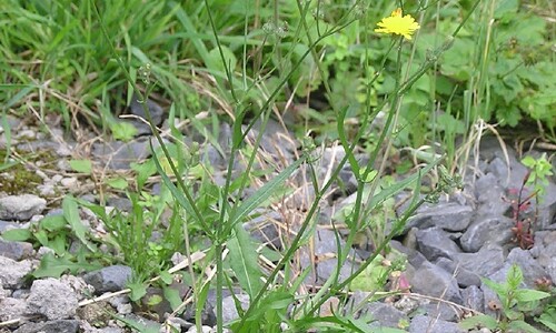 Klein streepzaad (Crepis capillaris)