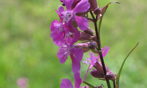 Rode pekanjer (Silene viscaria)