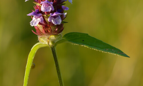 Gewone brunel (Prunella vulgaris)