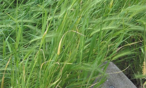 Kruipertje (Hordeum murinum)