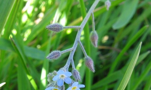 Akkervergeet-mij-nietje (Myosotis arvensis)