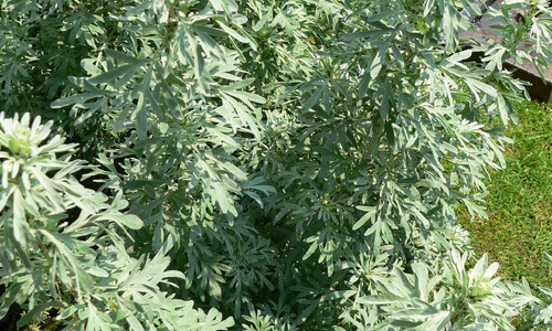Absintalsem (Artemisia absinthium)