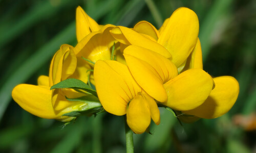 Moerasrolklaver (Lotus pedunculatus)