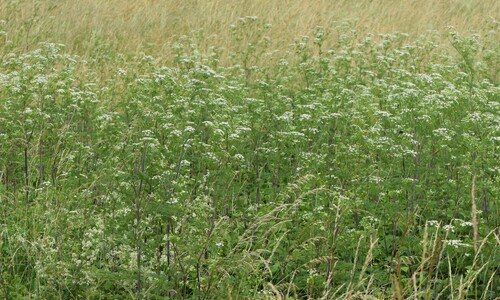 Knolribzaad (Chaerophyllum bulbosum)