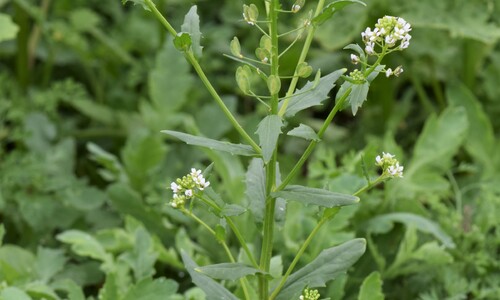 Witte krodde (Thlaspi arvense)
