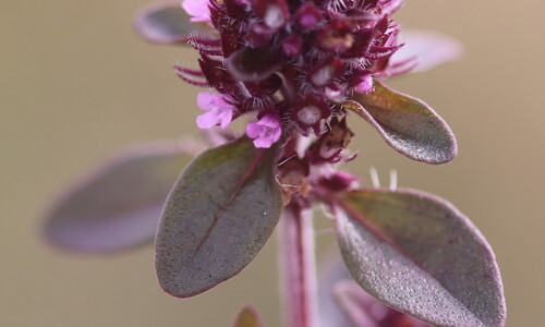 Grote tijm (Thymus pulegioides)