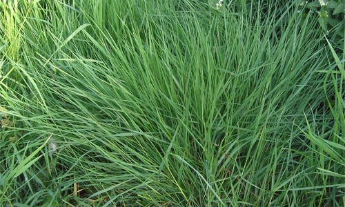 Gewoon struisgras (Agrostis capillaris)