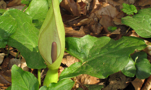 Gevlekte aronskelk (Arum maculatum)