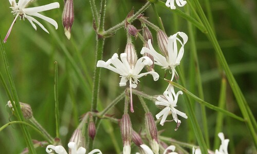 Nachtsilene (Silene nutans)