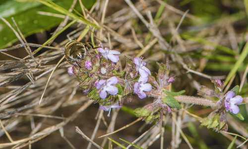 Echte tijm (Thymus vulgaris)