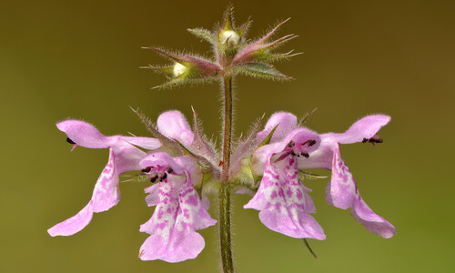 Moerasandoorn (Stachys palustris)
