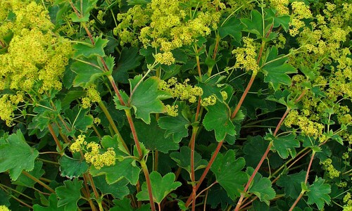 Geelgroene vrouwenmantel (Alchemilla xanthochlora)