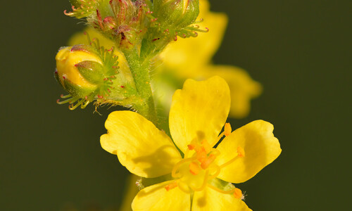Gewone agrimonie (Agrimonia eupatoria)