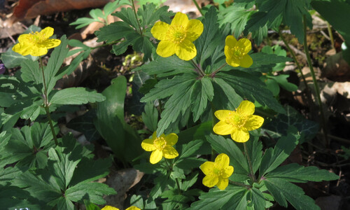 Gele anemoon (Anemone ranunculoides)