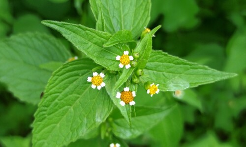 Kaal knopkruid (Galinsoga parviflora)