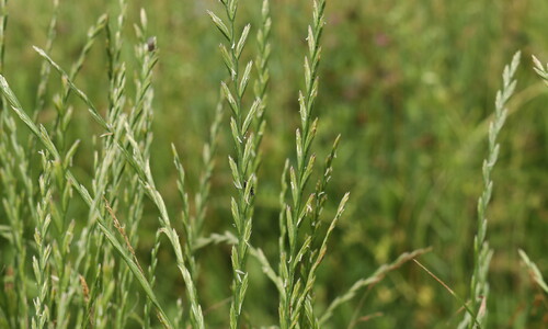 Engels raaigras (Lolium perenne)