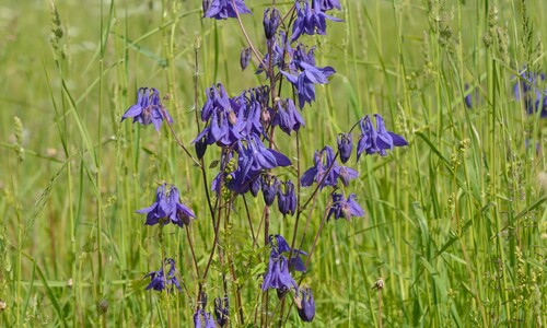 Wilde akelei (Aquilegia vulgaris)