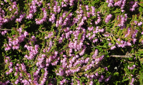 Struikhei (Calluna vulgaris)