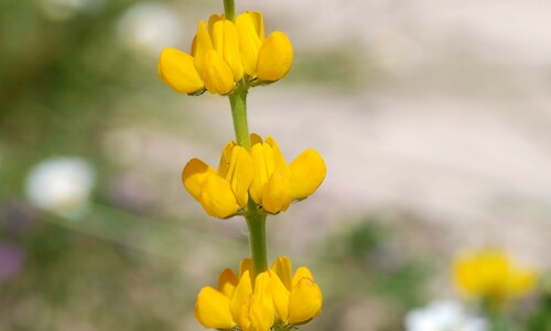 Gele lupine (Lupinus luteus)