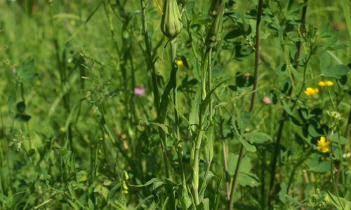 Gele morgenster (Tragopogon pratensis ssp. pratensis)