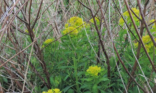 Moeraswolfsmelk (Euphorbia palustris)