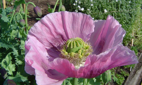 Slaapbol (Papaver somniferum)