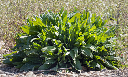 Veldzuring (Rumex acetosa)
