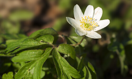 Bosanemoon (Anemone nemerosa)