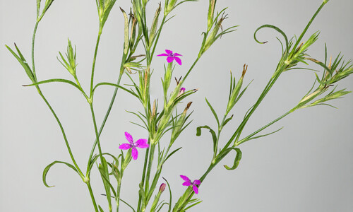 Ruige anjer (Dianthus armeria)