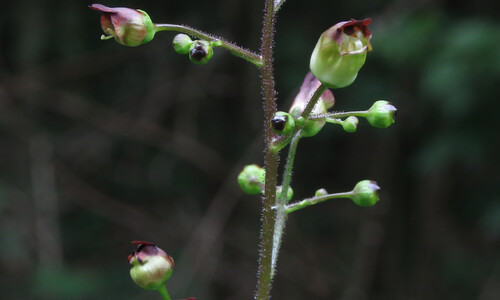 Knopig helmkruid (Scrophularia nodosa)