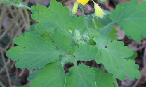 Stinkende gouwe (Chelidonium majus)