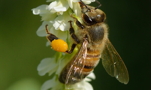 Witte honingklaver (Melilotus albus)