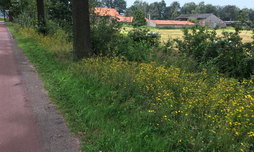 Schermhavikskruid (Hieracium sect. Hieracioides)