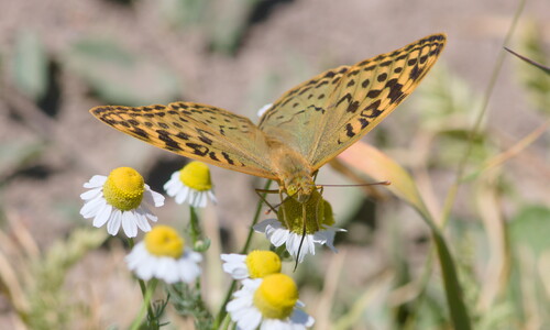 Echte kamille (Matricaria chamomilla)