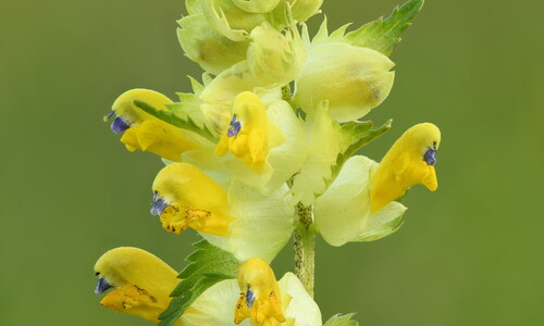 Grote ratelaar (Rhinanthus angustifolius)