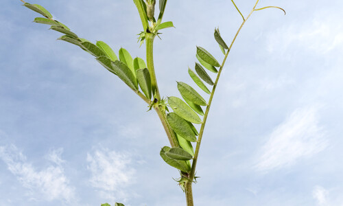 Voederwikke (Vicia sativa)