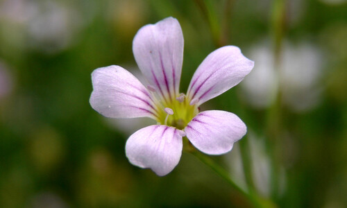 Kleine mantelanjer (Petrorhagia saxifraga)