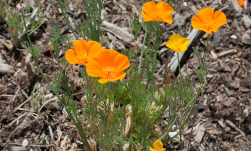Slaapmutsje (Eschscholtzia californica)