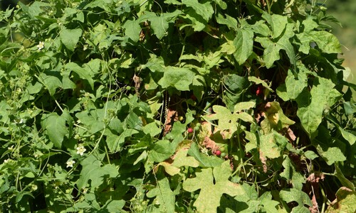 Heggenrank (Bryonia dioica)