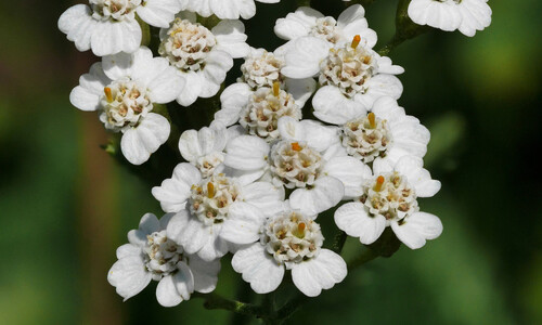 Duizendblad (Achillea millefolium)