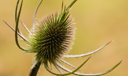 Grote kaardenbol (Dipsacus fullonum)